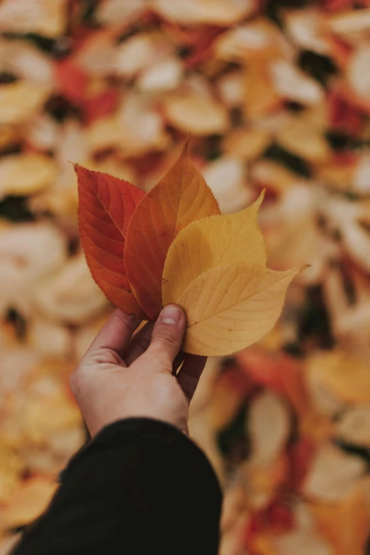 a person holding a leaf in front of a pile of leaves, trending on pexels, red-yellow colors, instagram post, long petals, in muted colors