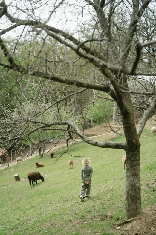 a little boy that is standing in the grass, an album cover, by Elsa Bleda, renaissance, sheep grazing, fruit trees, 1990s photograph, ( ( photograph ) )