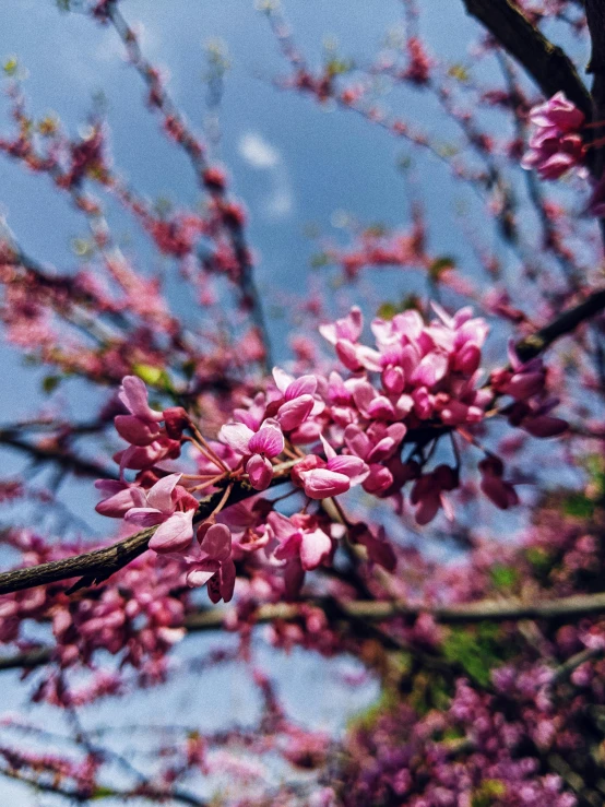 a close up of a tree with pink flowers, by Niko Henrichon, pexels, happening, 🎀 🗡 🍓 🧚, shot on iphone 1 3 pro, seasonal, buds