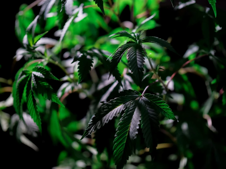 a close up of a plant with green leaves, a digital rendering, unsplash, hurufiyya, marijuana trees, dark and dim, instagram picture, shot on sony a 7