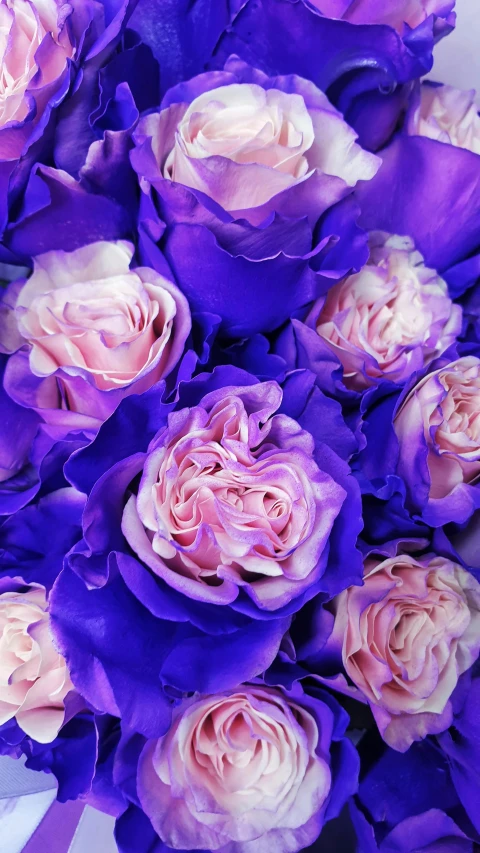 a bouquet of pink and purple roses on a table, an album cover, inspired by Yves Klein, pexels, detail shot, kaleidoscopic, prussian blue, low detail