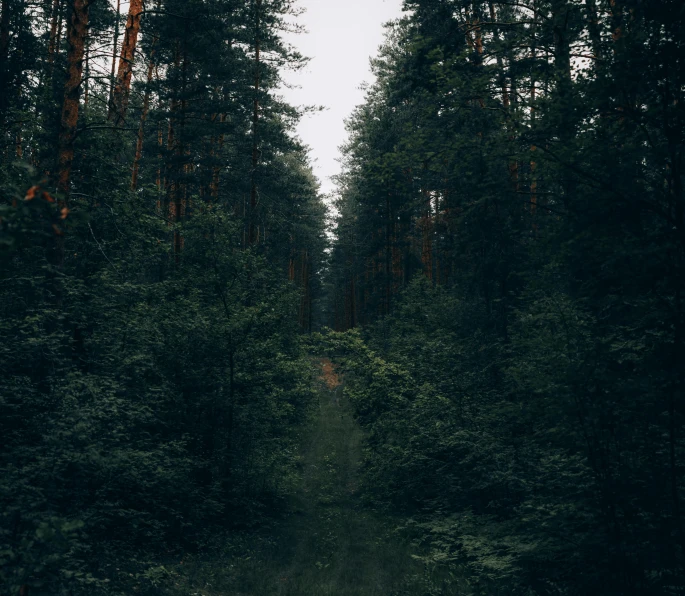 a dirt road in the middle of a forest, inspired by Elsa Bleda, unsplash contest winner, postminimalism, dark green tones, ((trees)), early evening, multiple stories
