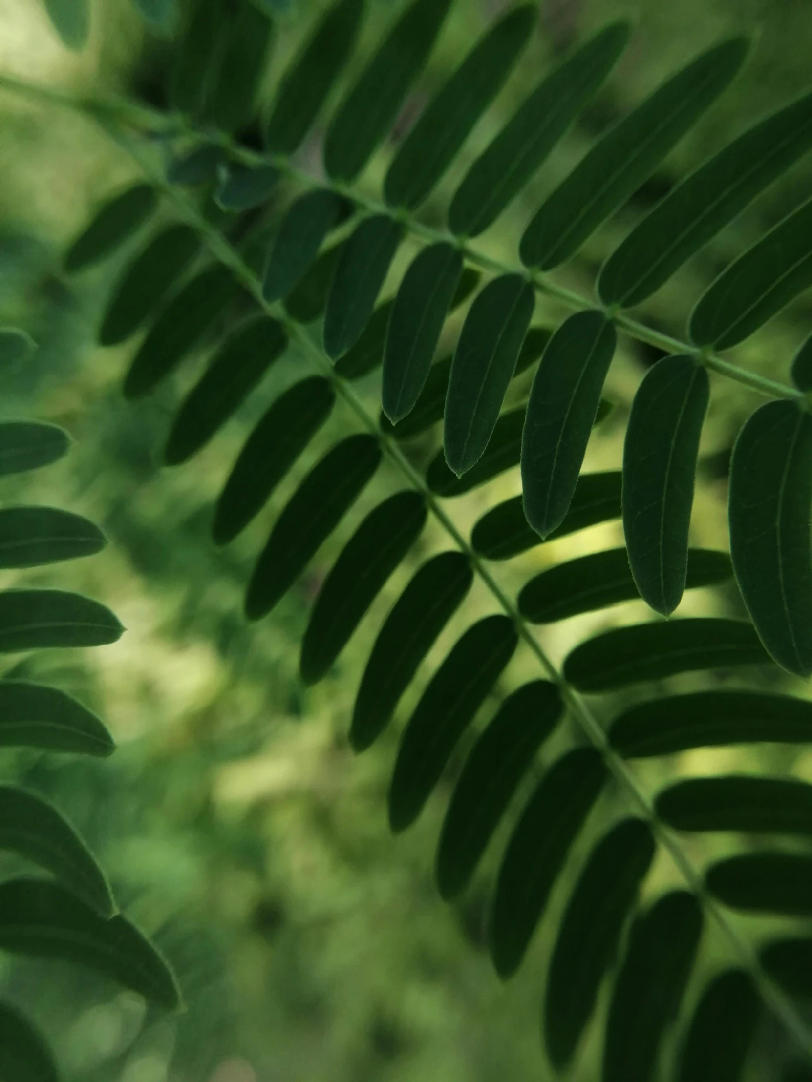 a close up view of a fern leaf, unsplash, sweet acacia trees, profile image, multiple stories, rendered image