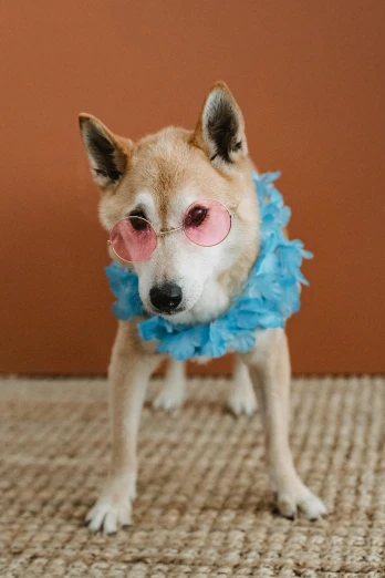 a small dog wearing a blue dress and glasses, an album cover, inspired by Elke Vogelsang, trending on unsplash, furry art, shiba inu, made of cotton candy, posing as a queen, japanese
