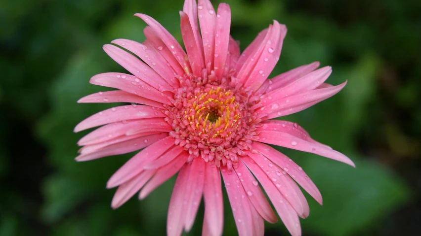 a pink flower with water droplets on it, giant daisy flower over head, today\'s featured photograph 4k, slight overcast weather, geri keary