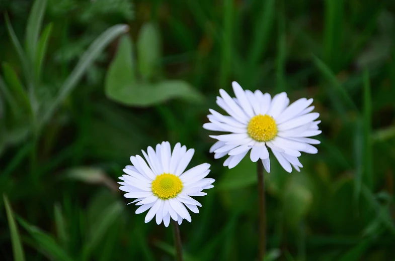 a couple of white flowers sitting on top of a lush green field, by Jan Rustem, pixabay contest winner, minimalism, daysies, heterochromia, close-up photo, no cropping