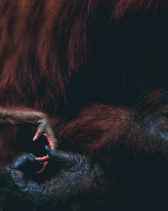 a close up of a baby oranguel in its mother's arms, an album cover, by Elsa Bleda, carnage fangs, dark. no text, red brown and blue color scheme, unclipped fingernails