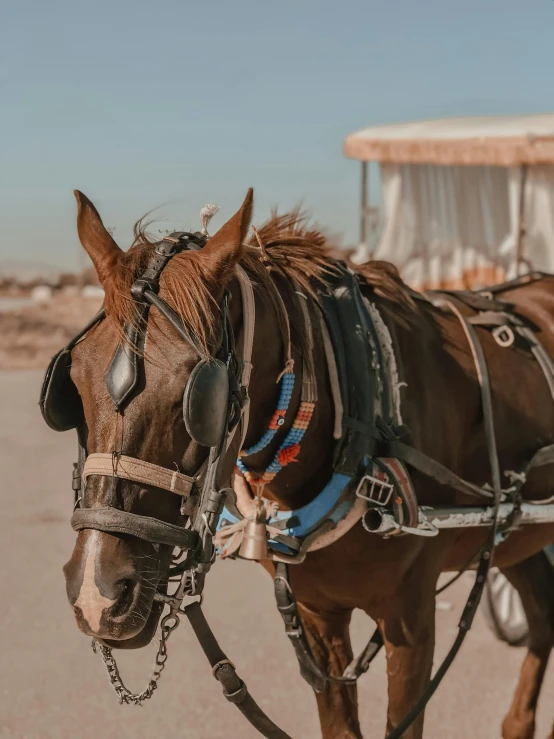 a brown horse pulling a carriage down a street, pexels contest winner, at the desert, full cheeks, oceanside, closeup - view