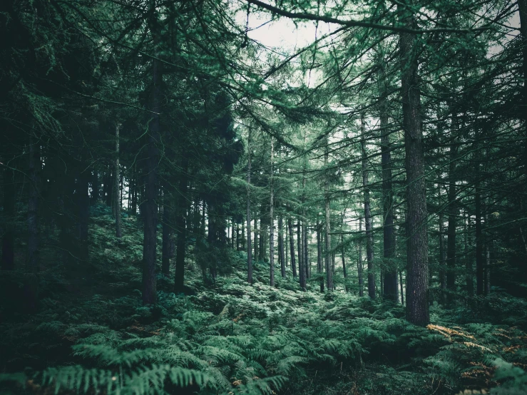 a forest filled with lots of green trees, inspired by Elsa Bleda, pexels contest winner, dark pine trees, ferns, a wooden, ((trees))