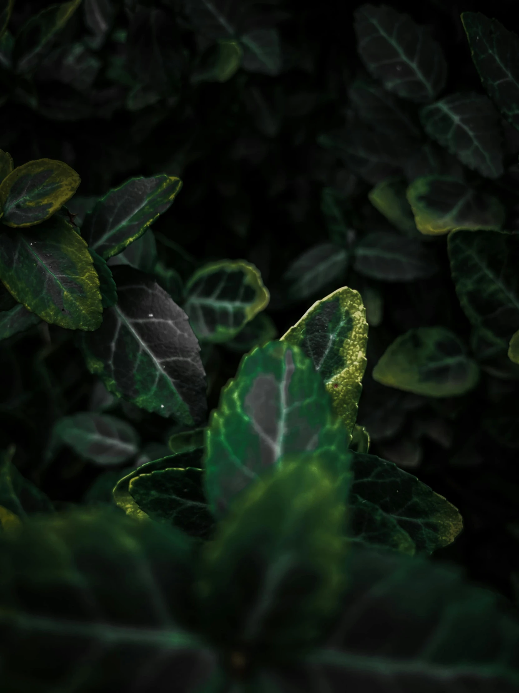 a close up of a plant with green leaves, color ( sony a 7 r iv, dark green, cinematic, made of leaves