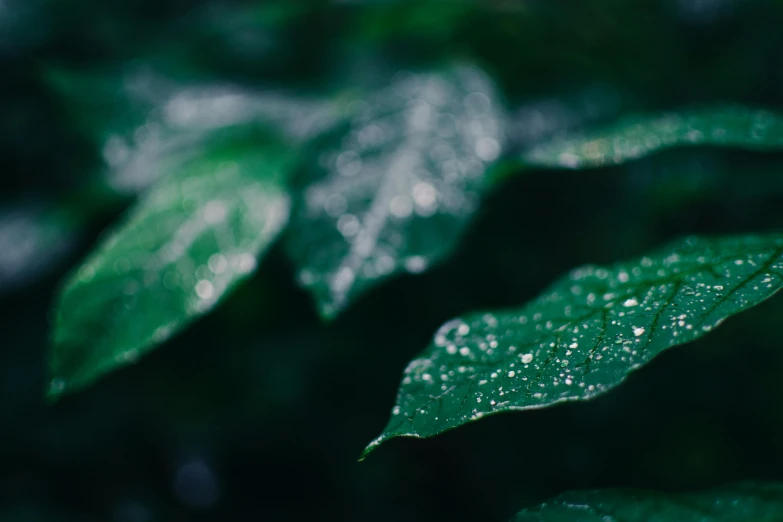 a close up of a leaf with water droplets on it, inspired by Elsa Bleda, unsplash, green trees, shot from cinematic, cinematic shot ar 9:16 -n 6 -g, high-quality photo