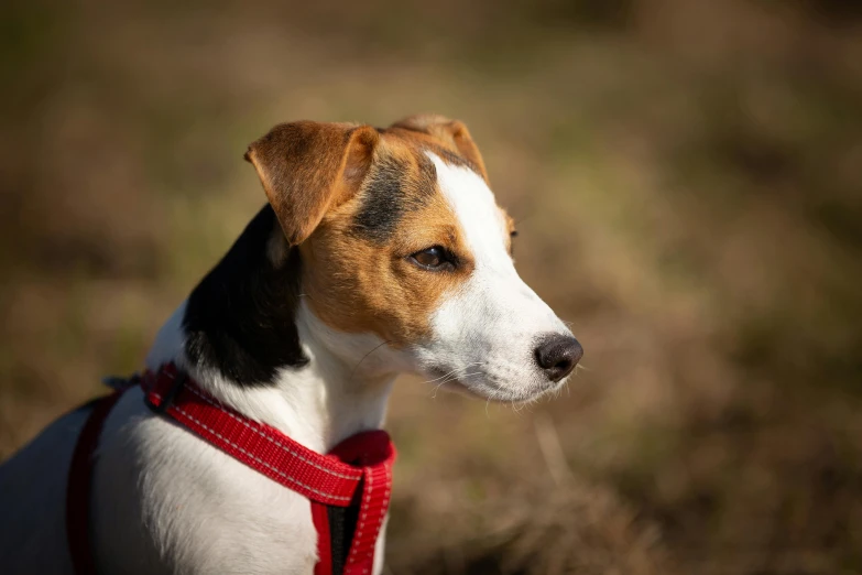 a brown and white dog wearing a red harness, a portrait, inspired by Elke Vogelsang, unsplash, jack russel dog, perfect crisp sunlight, paul barson, a small