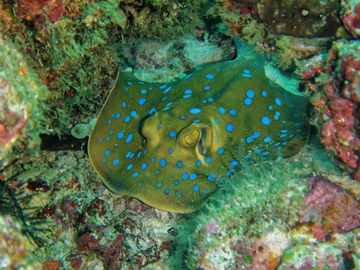a blue spotted stingper on a coral reef, flickr, mingei, stingray, flat triangle - shaped head, marker”, the cytoplasm”