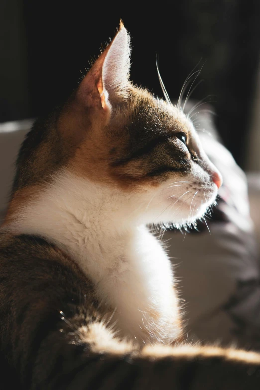 a close up of a cat laying on a bed, a picture, trending on pexels, left profile, backlit ears, sittin, looking upwards