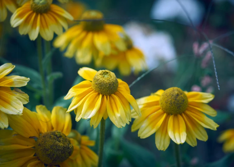 a close up of a bunch of yellow flowers, by Carey Morris, unsplash, paul barson, shallow focus background, slide show, various posed