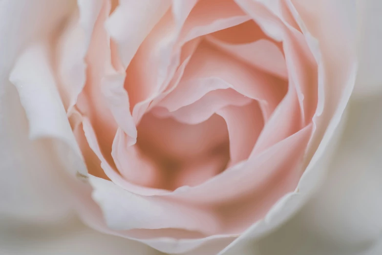 a close up of the center of a pink rose, pexels contest winner, romanticism, soft light 4k, silver，ivory, white