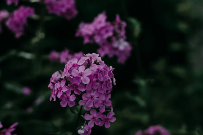 a bunch of purple flowers sitting on top of a lush green field, unsplash, verbena, on a dark background, ((purple)), background image