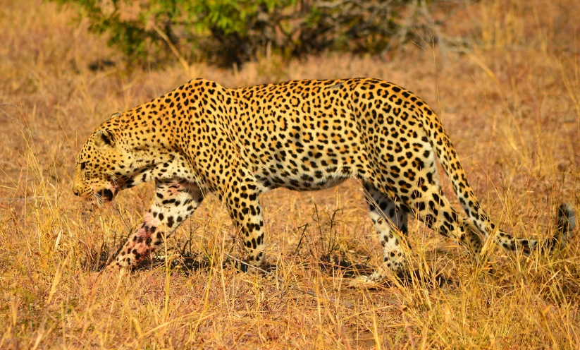 a leopard walking across a dry grass covered field, dinner is served, feature, sharandula, 1 male