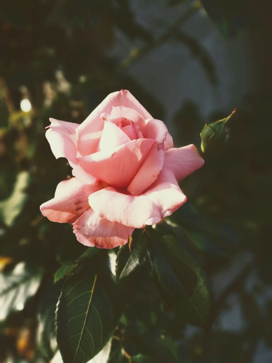 a pink rose is blooming in a garden, a polaroid photo, inspired by Elsa Bleda, trending on unsplash, made of glazed, no cropping, lo - fi colors, outside view