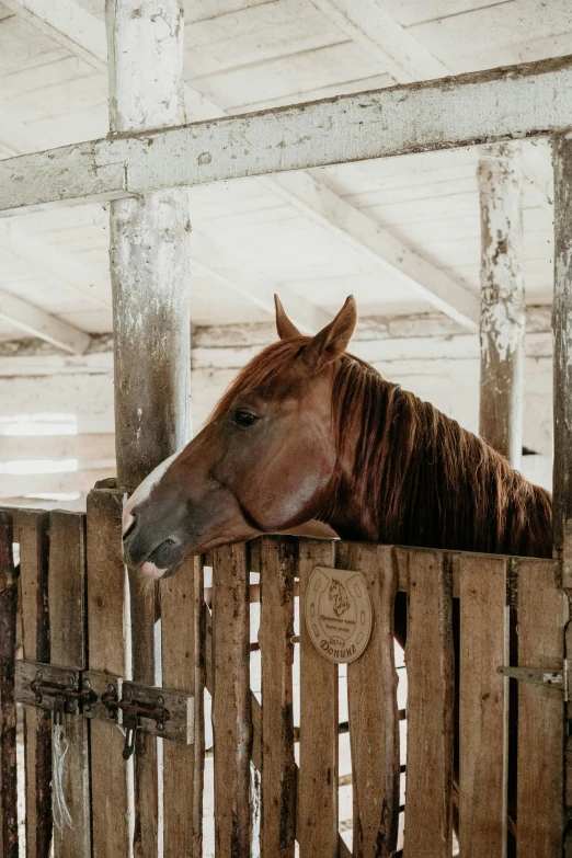 a horse sticking its head over a wooden fence, by Peter Churcher, trending on unsplash, renaissance, inside a farm barn, on white background, indoor setting, rectangle