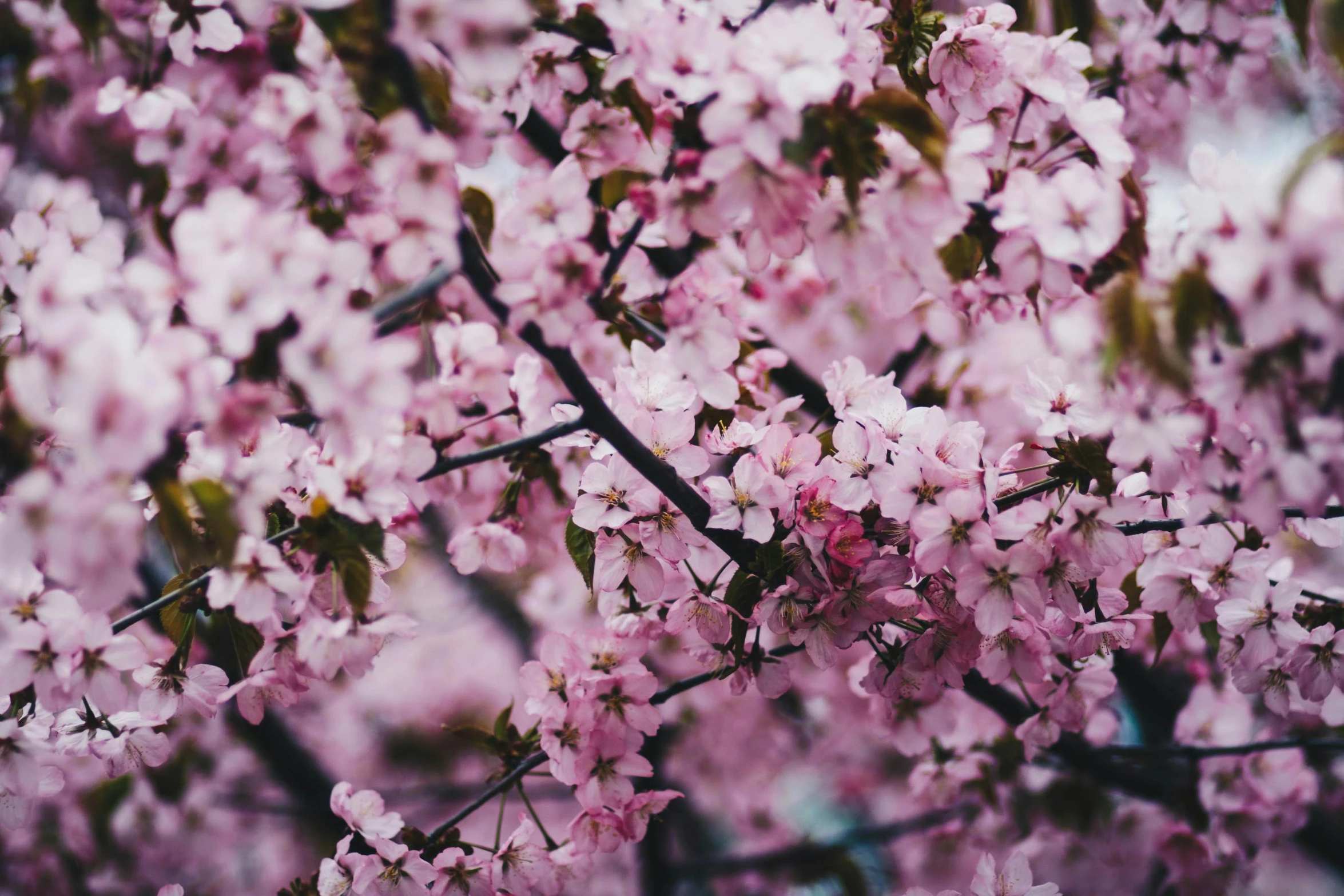 a bunch of pink flowers on a tree, by Emma Andijewska, unsplash, 💋 💄 👠 👗, cherry, glazed, carson ellis