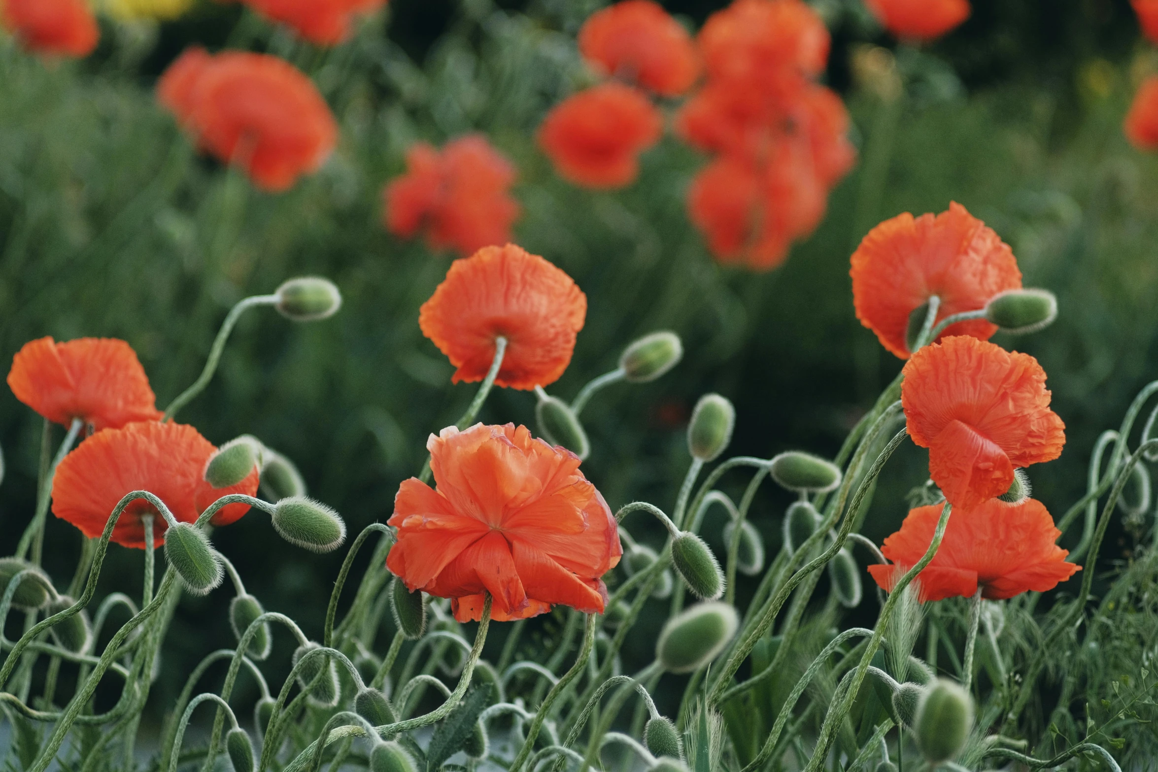 a field filled with lots of red flowers, himalayan poppy flowers, award-winning crisp details”, dark grey and orange colours, terracotta