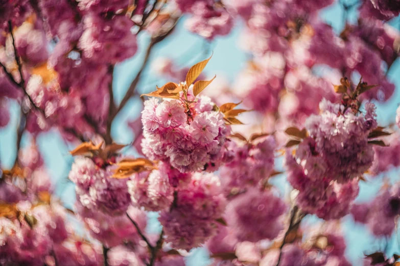 a bunch of pink flowers on a tree, by Niko Henrichon, pexels contest winner, cherry explosion, thumbnail, shot on hasselblad, vibrant foliage