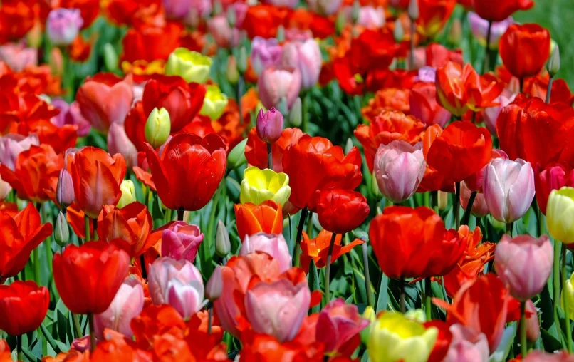 a field of red and yellow tulips, pexels, pink and orange, instagram post, red, bulbous