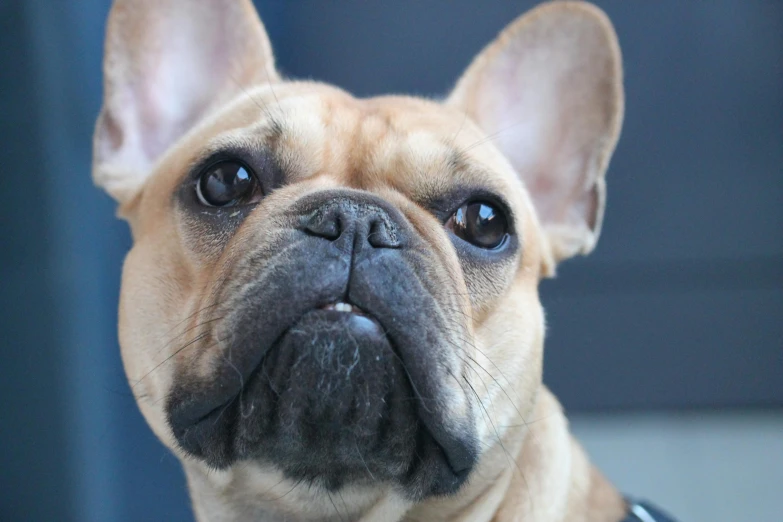a close up of a dog wearing a collar, trending on unsplash, french bulldog, youtube thumbnail, wrinkled face, blue