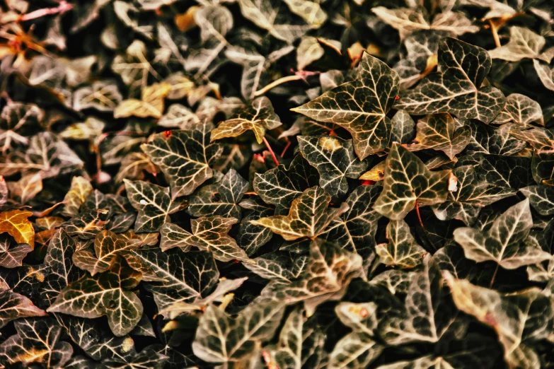 a bunch of leaves laying on top of each other, by Carey Morris, trending on pexels, hurufiyya, overgrown ivy plants, highly detailed textured 8k, taken with kodak portra, patterned