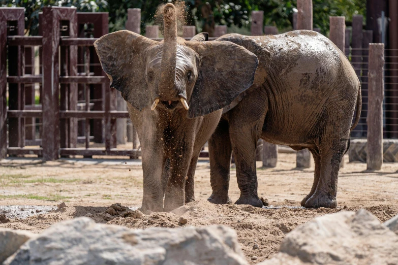 a couple of elephants that are standing in the dirt, pexels contest winner, zoo, all overly excited, california;, brown