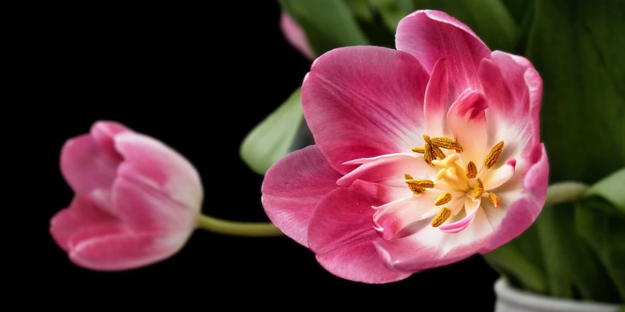 a close up of a pink flower in a vase, with a black background, tulips, photograph, 8k resolution”