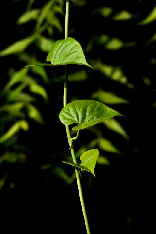 a close up of a plant with green leaves, by Jim Nelson, medium format. soft light, vine twist, moai seedling, 15081959 21121991 01012000 4k