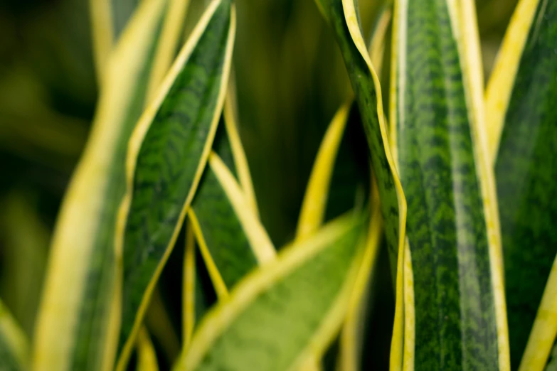 a close up of a green and yellow plant, pexels, photorealism, striped, snakeskin, shot with sony alpha 1 camera, rectangle