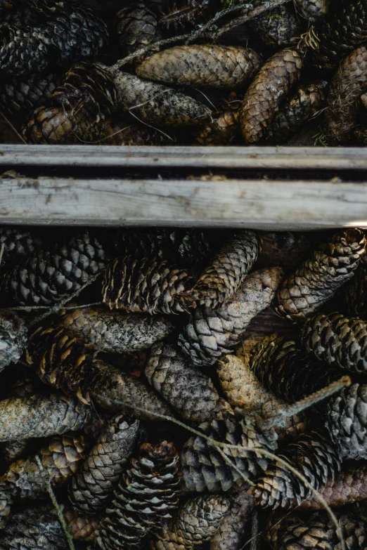 a pair of scissors sitting on top of a pile of pine cones, barrels, looking down from above, botanicals, university