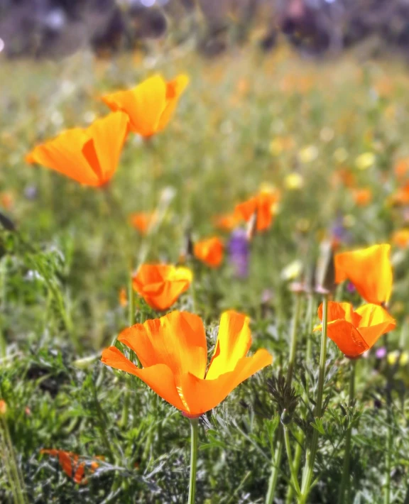 a field filled with lots of orange flowers, by Jessie Algie, pexels, poppy, southern california, digital image, various sizes