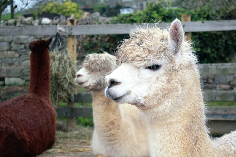 a couple of llamas standing next to each other, a portrait, by Rachel Reckitt, unsplash, hurufiyya, clumps of hair, on a farm, three animals, soggy