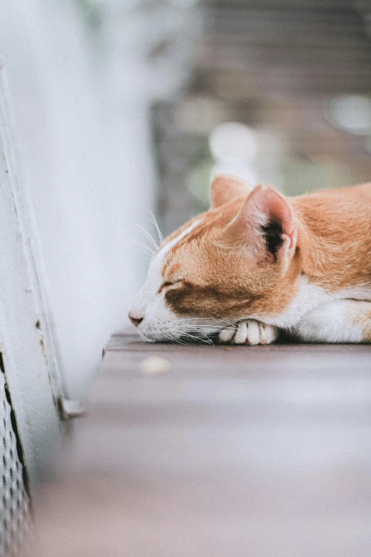 an orange and white cat laying on top of a wooden floor, trending on unsplash, closed eyes, on a cloudy day, ilustration, sit on a bench