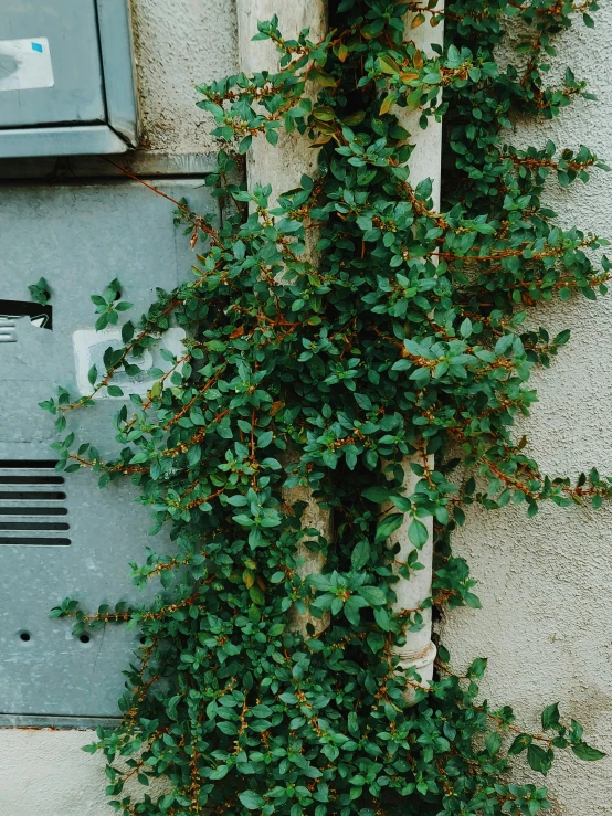 a fire hydrant sitting on the side of a building, an album cover, inspired by Elsa Bleda, unsplash, green vines, ignant, фото девушка курит, small plants