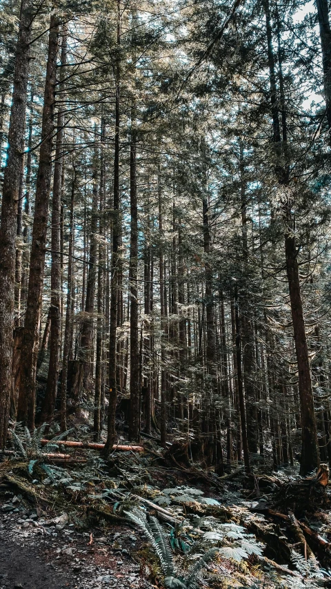 a red fire hydrant sitting in the middle of a forest, inspired by Elsa Bleda, unsplash contest winner, huge tree trunks, black fir, ((trees)), unsplash 4k