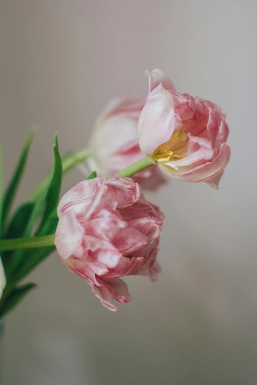 a vase filled with pink flowers on top of a table, a still life, unsplash, romanticism, tulip, soft texture, made of silk paper, upclose