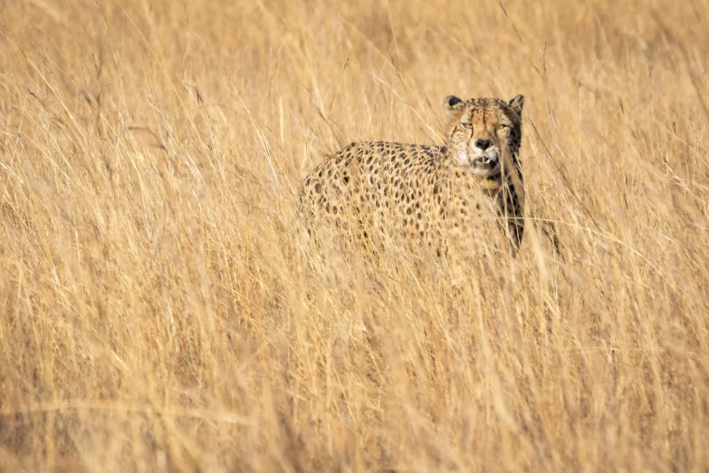 a cheetah in a field of tall grass, by Peter Churcher, trending on unsplash, visual art, samburu, a blond, no cropping, 2022 photograph