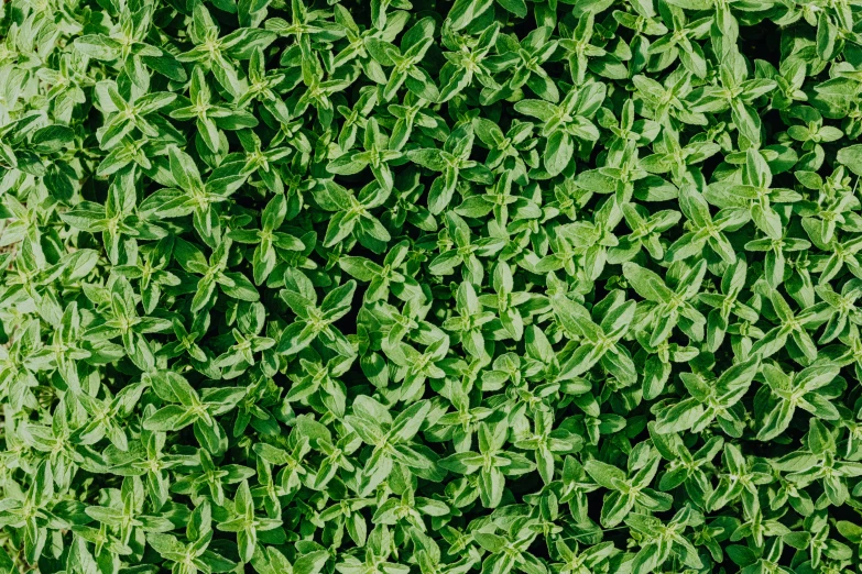 a close up of a bunch of green plants, a digital rendering, pexels, in salvia divinorum, textured like a carpet, arial shot, hedge