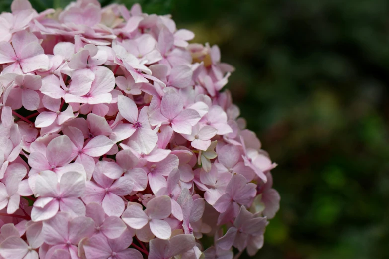 a close up of a bunch of pink flowers, by David Simpson, unsplash, hydrangea, taken in the late 2010s, close up front view, no cropping