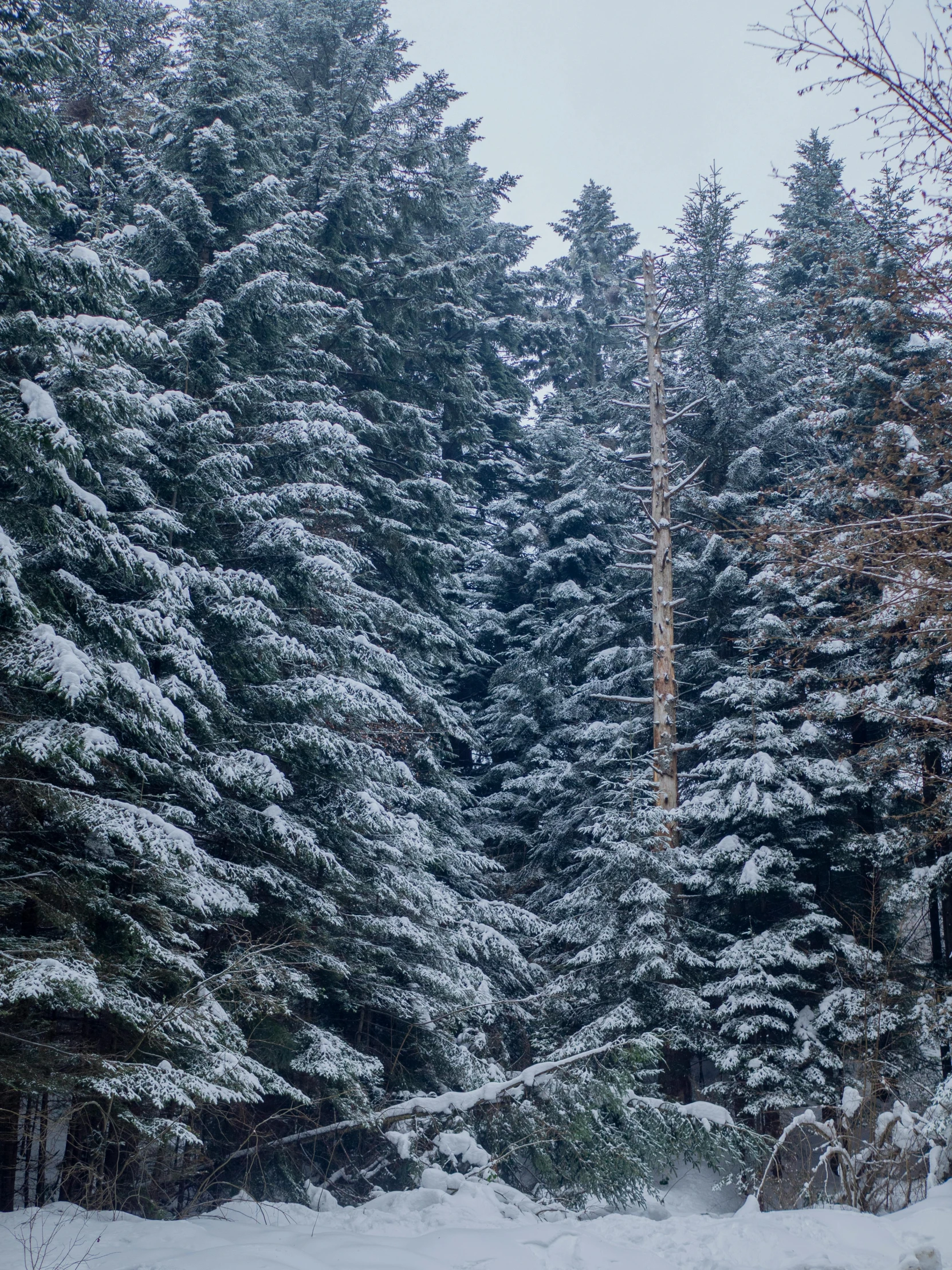 a man riding a snowboard down a snow covered slope, by Adam Szentpétery, pexels contest winner, hurufiyya, lush evergreen forest, standing in a dark forest, panorama, ((forest))