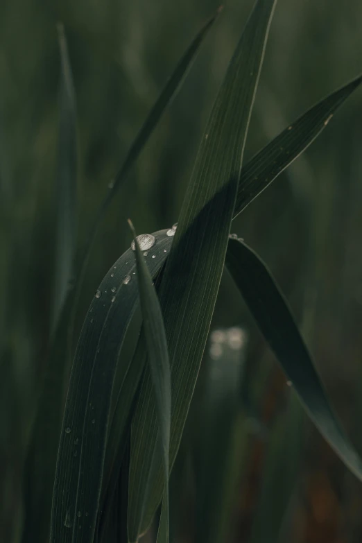 a close up of a plant with water droplets on it, by Attila Meszlenyi, trending on pexels, renaissance, tall grass, detailed cinematic render, sheltering under a leaf, farming
