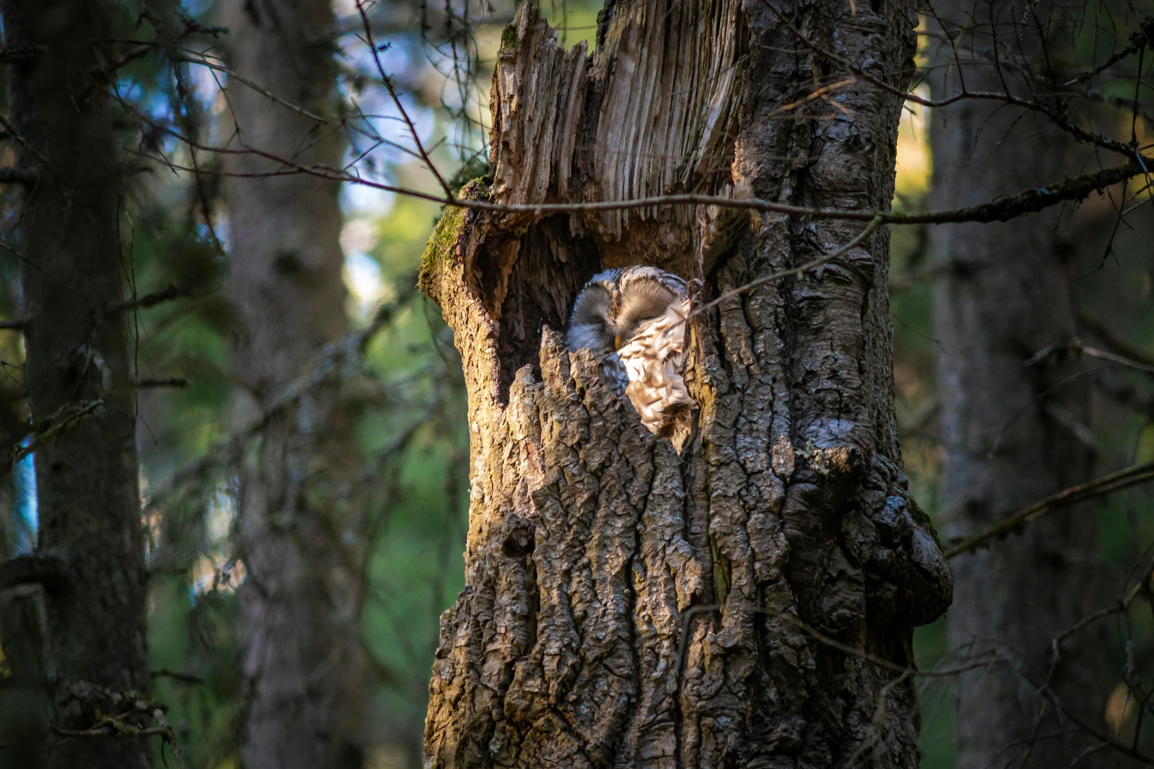 a bird that is sitting in a tree, nestled in a forest, very very small owl, paul barson, nature photo