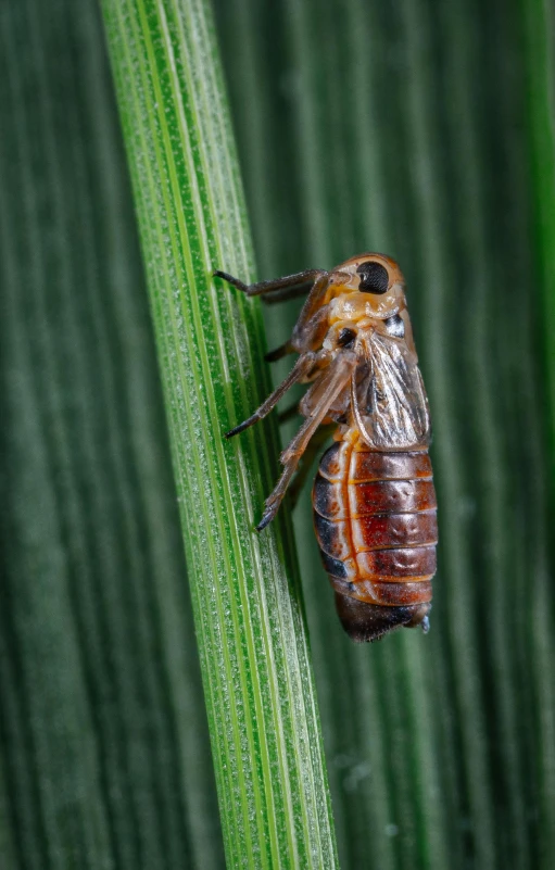 a close up of a bug on a plant, pexels, hurufiyya, cicada wings, malt, digital image, full body in shot