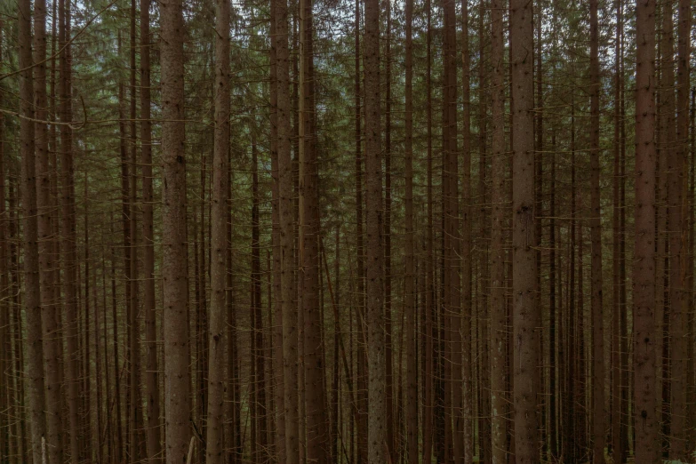 a red fire hydrant sitting in the middle of a forest, inspired by Thomas Struth, dark pine trees, alessio albi, large scale photo, ((trees))