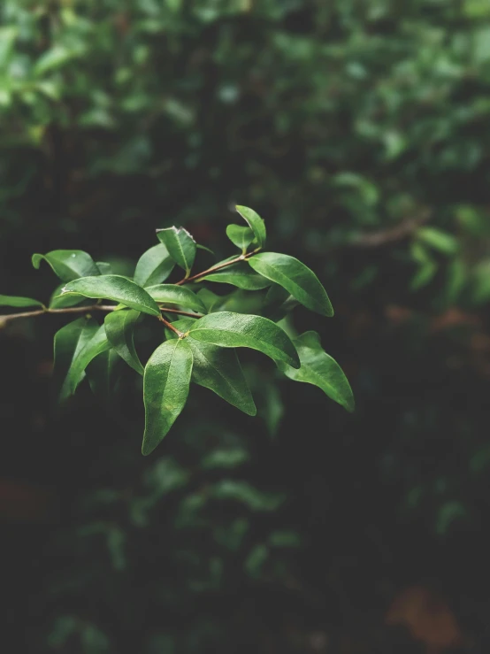a close up of a plant with green leaves, unsplash, grainy quality, trending photo, forested, portrait shot